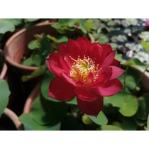 Nelumbo rizóma 2 db - Piros Indiai Lótusz - kerti tavi növény