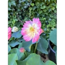 Nelumbo Dancing Pink Butterfly