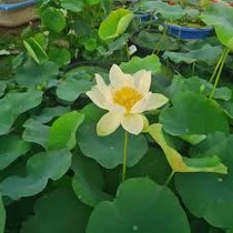 Nelumbo rizóma 2 db - Sárga Indiai Lótusz - kerti tavi növény