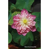 Nelumbo First Fall