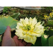 Nelumbo Golden Zen