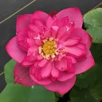 Nelumbo Lady Binglei
