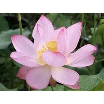 Nelumbo Levander Lady