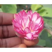 Nelumbo Liang Li
