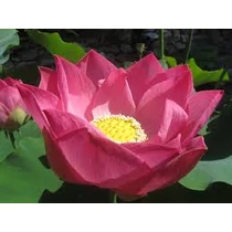 Nelumbo Maggie Belle Slocum