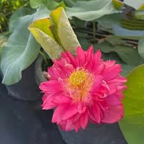 Nelumbo Midnight