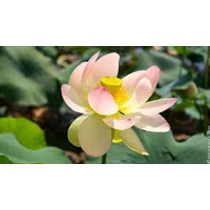 Nelumbo Nucifera Green Maiden lótusz