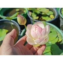 Nelumbo Perry's Super Star