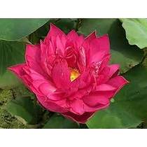 Nelumbo Red Silk B.