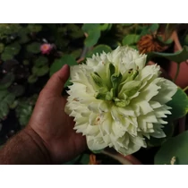 Nelumbo  Prairie Dream