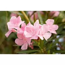 Nerium oleander Simple pink, rózsaszín Leander