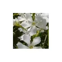 Nerium oleander Soeur Agnes, Fehér Leander 18 cm-es cserépben