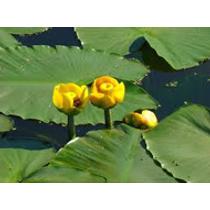 Nuphar Lutea Vizitök