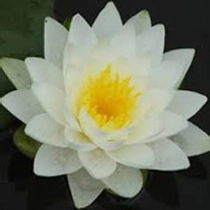 Nymphaea Perry's Double White