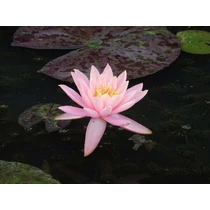 Nymphaea Prakaisub