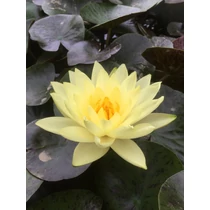 Nymphaea Thongsup