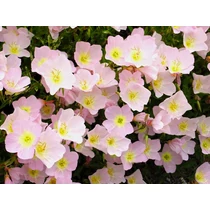 Oenothera speciosa 'Siskiyou' (Pompás ligetszépe)