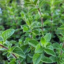 Origanum Syriacum