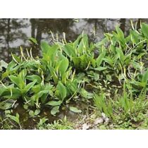 Oronthium aquaticum - Vízi kontyvirág - kerti tavi növény