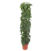 PHILODENDRON SCANDENS oszlopos
