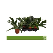 PLATYcerium BIFURCATUM