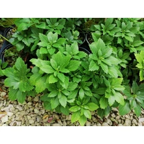 Pachysandra terminalis 'Green Carpet' - Rombusz alakú levelű japán kövérke