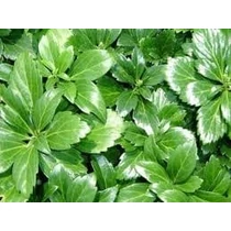 Pachysandra terminalis 'Green Sheen' - 