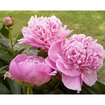 Paeonia lactiflora Bouchela - Lágyszárú bazsarózsa