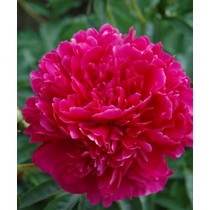 Paeonia lact. Felix Crousse