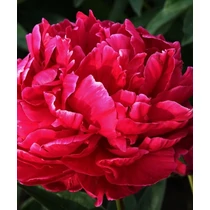Paeonia lact. Karl Rosenfield