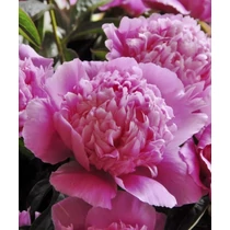Paeonia lact. Koningin Wilhelmina