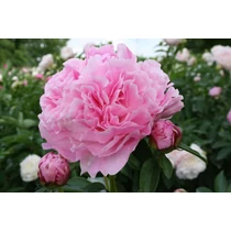 Paeonia lact. Miss Eckhart