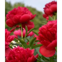 Paeonia lact. Red Magic