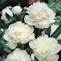Paeonia officinalis 'Alba Plena' (Kerti bazsarózsa)