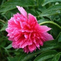 Paeonia officinalis 'Rosa Plena' (Kerti bazsarózsa)