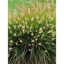 Pennisetum alopecuroides ’Little Bunny’ ,Törpe tollborzfű