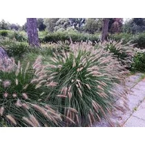 Pennisetum alopecuroides 'Hameln' - Drapp sötétzöld évelő tollborzfű