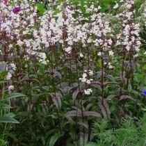 Penstemon digitalis 'Husker Red' (Bíborlevelű bugatölcsér) /bíbor lomb/