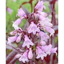 Penstemon digitalis 'Pocahontas'  (Bíborlevelű bugatölcsér /bordó lomb/