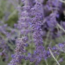 Perovskia atriplicifolia 'Blue Spire' - Kék sudárzsálya