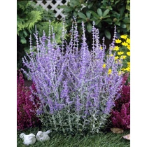 Perovskia atriplicifolia 'Little Spire'® - Kék sudárzsálya