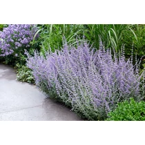 Perovskia atriplicifolia 'Prime Time'®  - 
