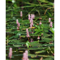 Persicaria amphibium (Vidrakeserűfű)