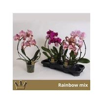 Phalaenopsis 2 ÁG FORMA ÍVES