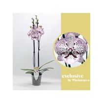 Phalaenopsis 2 ÁG GRACE