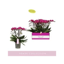 Phalaenopsis BELLISSIMO AMORE