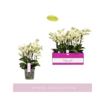 Phalaenopsis BELLISSIMO BELLA