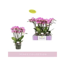 Phalaenopsis BELLISSIMO CARO
