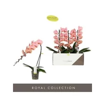 Phalaenopsis FORMIDABLO CAMERON