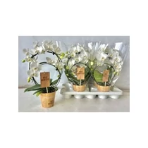 Phalaenopsis KÖRKÖRÖS FEHÉR